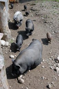 Fotobuch Tutorial Ebbser Zoo