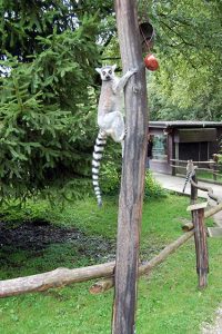 Fotobuch Tutorial Ebbser Zoo