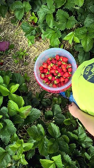 gärtnern mit Kindern: Erdbeere als Heilpflanze