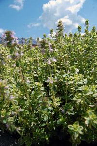 Quendel - wilder Thymian