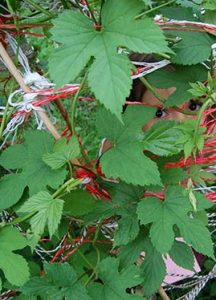 Kräuter für die Mama: Hopfen als Indianer-Tipi