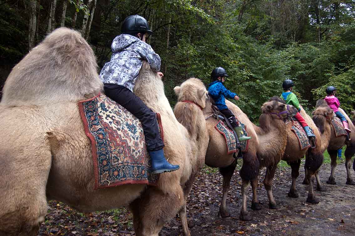 Kindergeburtstag Kamel reiten in Bayern