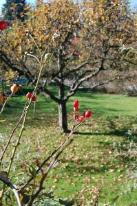 Herbstliche Inspiration