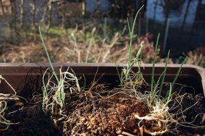 Upcycling im Frühling