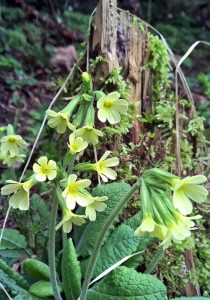 Himmelsschlüssel - Schlüsselblumen - Naturschutz
