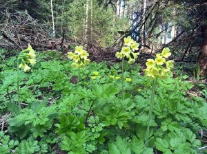 Himmelsschlüssel - Schlüsselblumen - Naturschutz