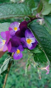 Heilkräuter für die Haut Stiefmütterchen