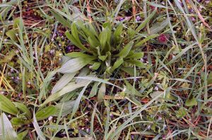 Spitzwegerich und Breitwegerich Hustensirup selber machen! Außerdem: Erste Hilfe bei Insektenstichen