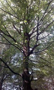 Ich schreibe Kinderbücher - Interview mit Kinderbuchautorin Sandra Schindler