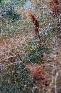 Bronzefenchel als besonders ansehnlicher Vertreter der Fenchel