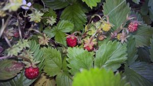 wills du umweltbewusst leben? Regionale Ernährung - selber pflücken!