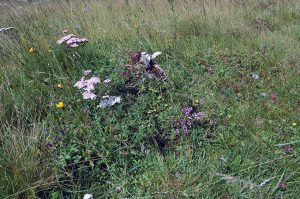 Warum Du Schafgarbe in deiner Hausapotheke haben solltest - Kräutermamas