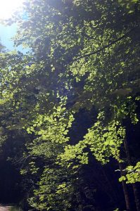 Wandern am Hechtsee