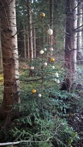 Spuren lesen im Winterwald
