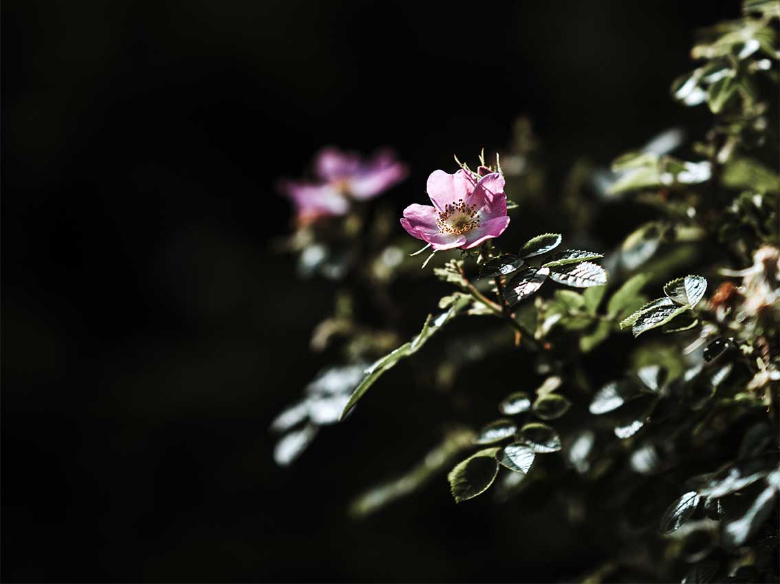 Gastartikel von Mamirocks -Bachblüten für Kinder