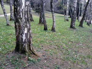 PokemonGo im Garten und Schlosspark