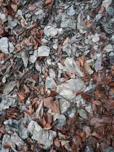 PokemonGo im Garten und Schlosspark