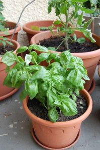 Gartenarbeit: wertvolle Mini-Auszeit im Garten rettet das Wochenende