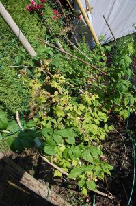 Mehr analoge Zeit im Garten verbringen! TUT GUT