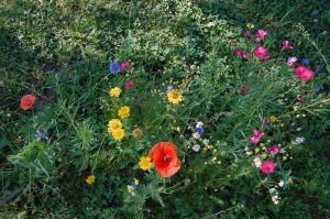 Mehr analoge Zeit im Garten verbringen! TUT GUT