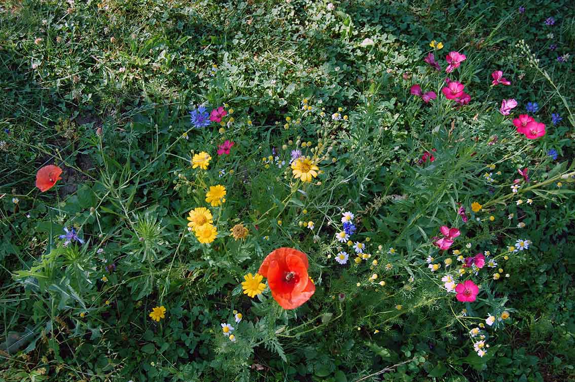 Mehr analoge Zeit im Garten verbringen! TUT GUT