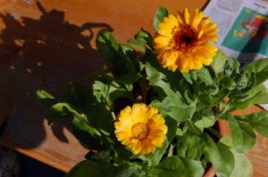 Mehr analoge Zeit im Garten verbringen! TUT GUT