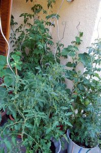 Mehr analoge Zeit im Garten verbringen! TUT GUT