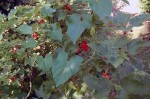Mehr analoge Zeit im Garten verbringen! TUT GUT