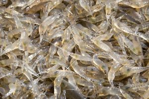 Sustainable fish farming small prawns