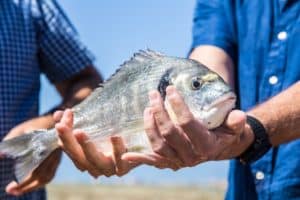 Sustainable Fish Farming Lubimar's Healthy Looking Sea Bream