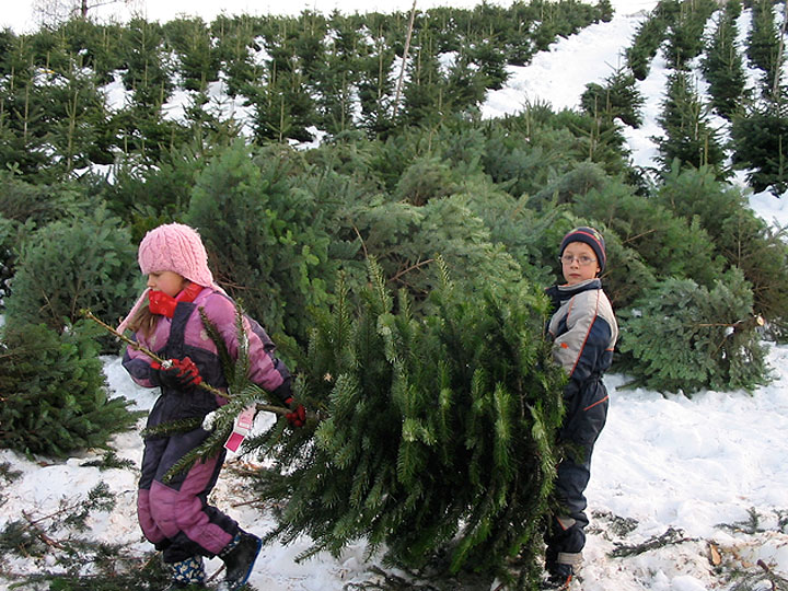 Christbaum regional kaufen