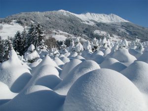 Christbaum regional kaufen