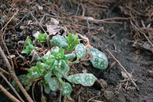 Gartenarbeit im Februar