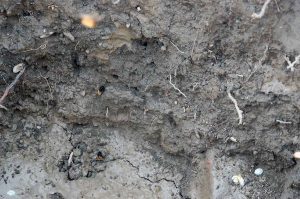 Naturspiele mit allen Sinnen