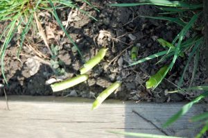 Naturspiele mit allen Sinnen