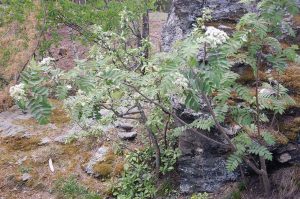 Wildkräuter sammeln im Frühling