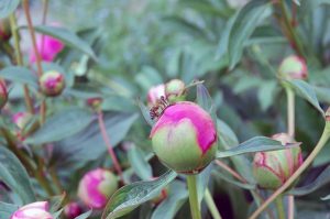 Gartenarbeiten im Mai