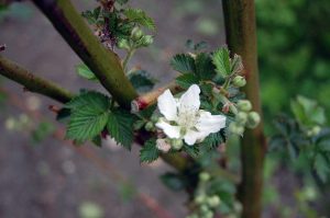 Gartenarbeiten im Mai