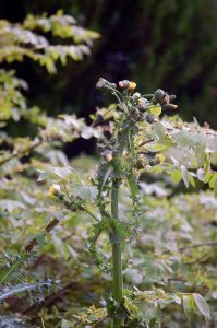 Garten für Insekten und Vögel