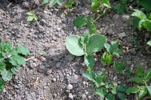 Garten für Insekten und Vögel