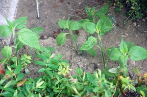 Garten für Insekten und Vögel