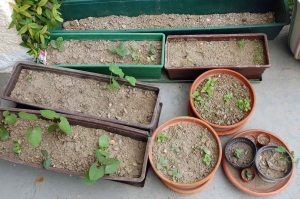 Garten für Insekten und Vögel