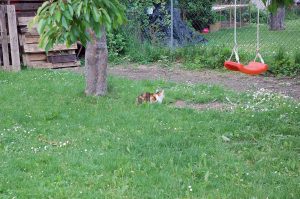 Gartenarbeiten im Mai