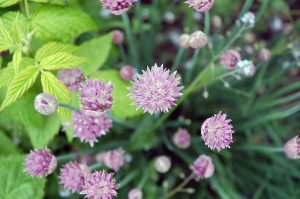 Gartenarbeiten im Mai