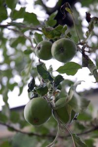 Mein Mitsommer Garten