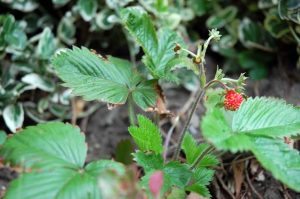 Mein Mitsommer Garten