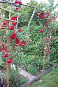 Mein Mitsommer Garten