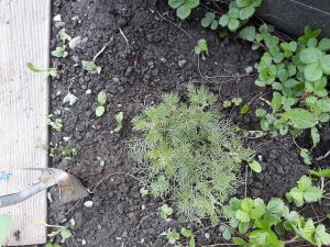 Meine Gartenernte im Juli