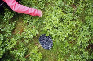 Naturspiele mit Holz und Steinen