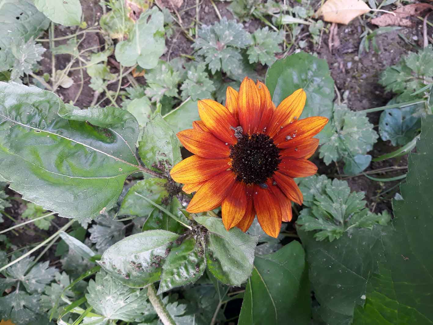 Meine Gartenernte im Juli